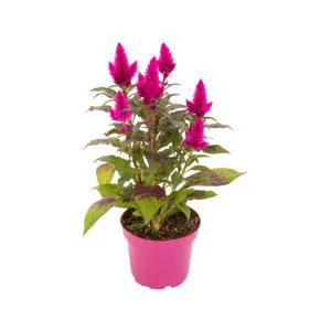 Celosia - Pot flower