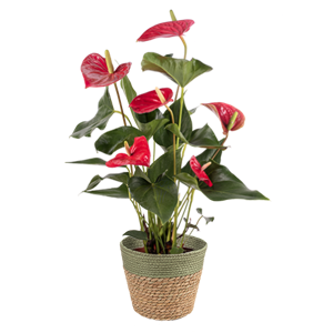 Anthurium - Pot flower