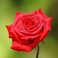 bouquet gypsophile rose