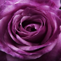 bouquet rose bleu
