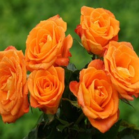 bouquet rose multicolore