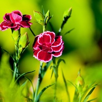 forsythia rose