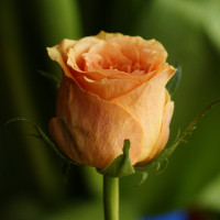 monrovia flower