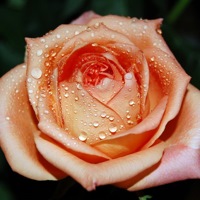 rose da giardino