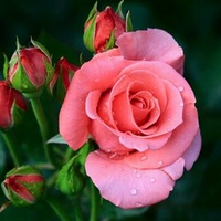 rose flower gift