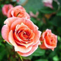 rosen haltbar