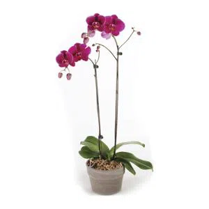 Pink orchid