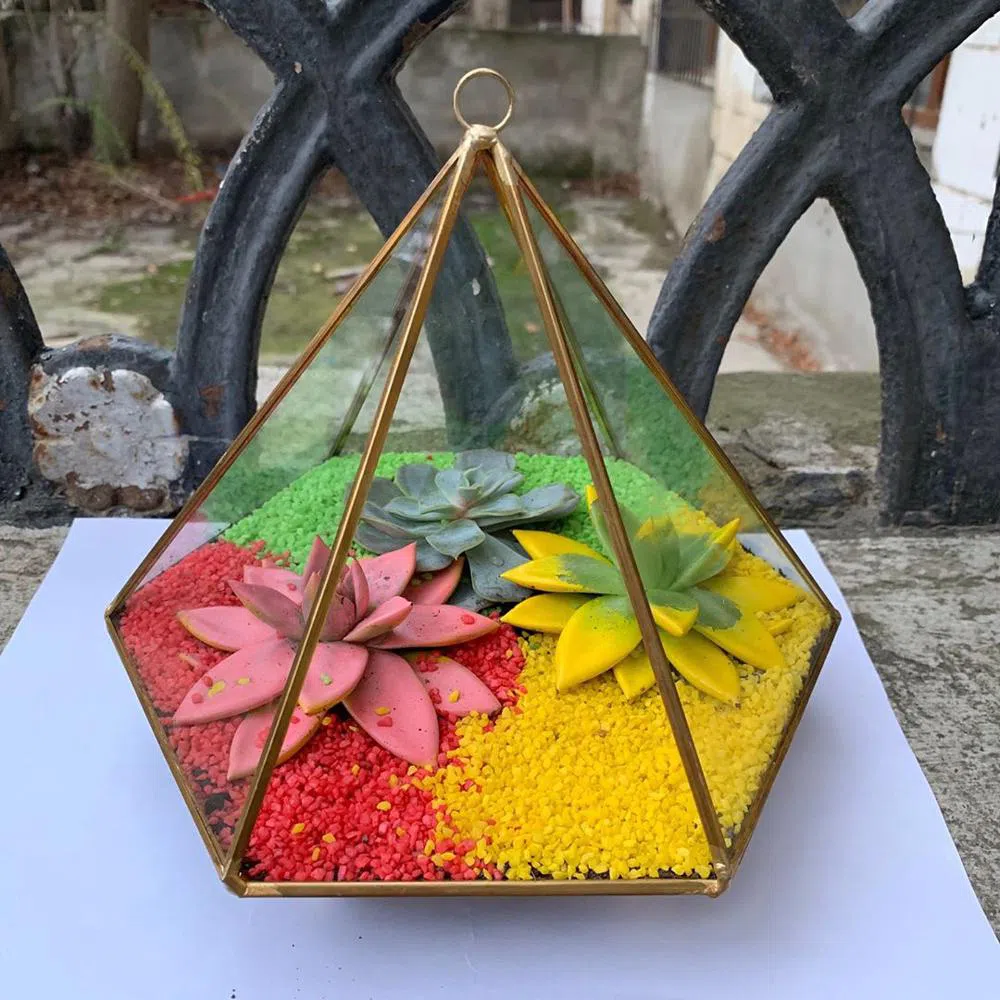 Gözəl an - Terrarium
