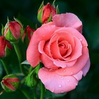 bouquet-15-roses.jpg