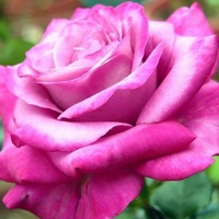 consegna-mazzi-di-fiori-a-domicilio.jpg