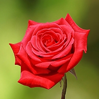 flower-cake-v.jpg