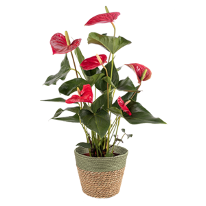 Anthurium - Dibçək gülü