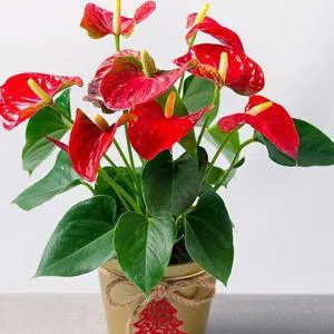 Anthurium - Dibçək gülü