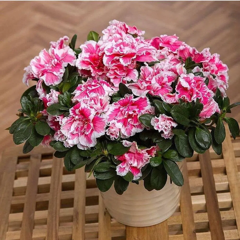 Azalea - Flowers in a pot