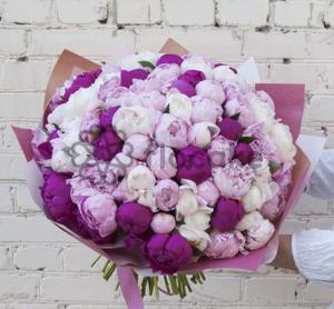 Beautiful Feelings - 101 Peony