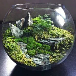 Gözəl an - Terrarium