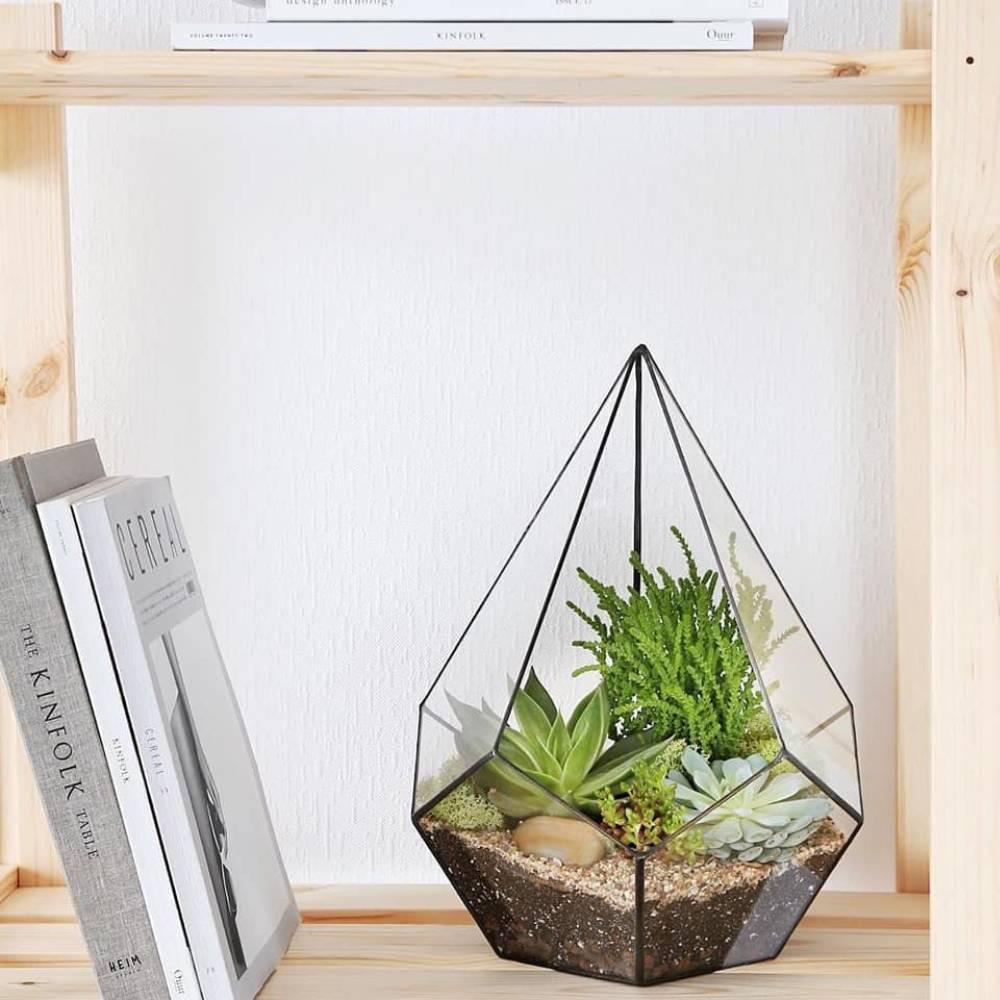 Gözəl an - Terrarium
