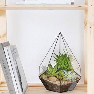 Gözəl an - Terrarium