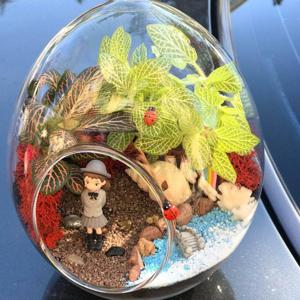 Gözəllik - Terrarium