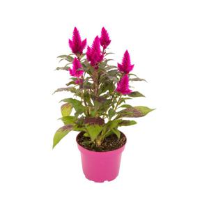 Celosia - Pot flower