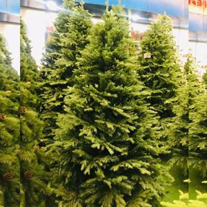 Christmas joy - Christmas tree(2.40sm)