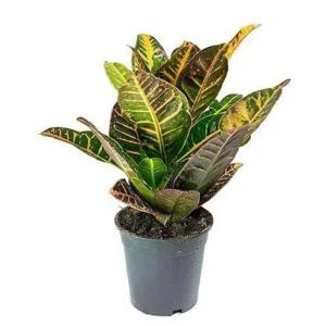 Kraton - Dibçəkdə güllər