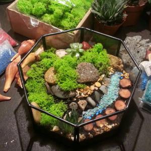 Rəngarəng an - Terrarium