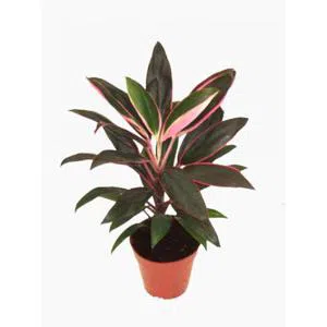 Cordyline - Dibçəkdə güllər