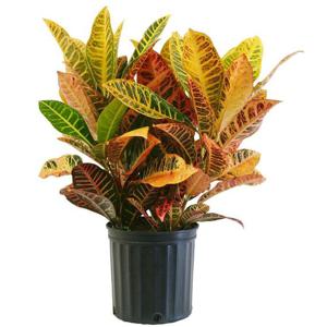 Croton - Dibçək gülü