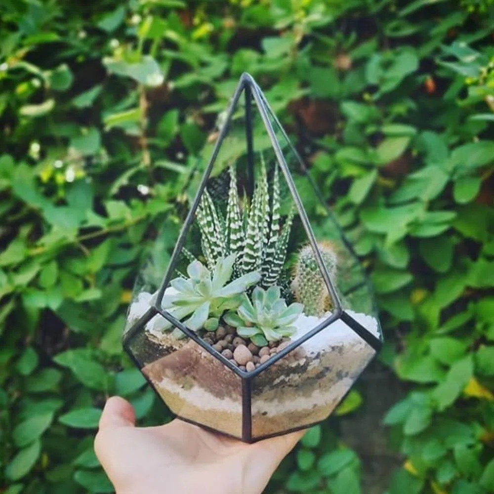 Sevimli - Terrarium