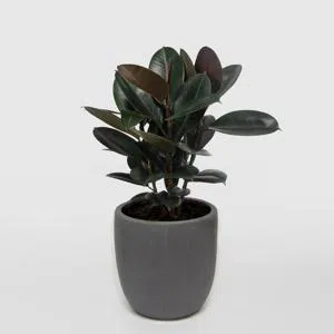 Ficus - Dibçək gülü