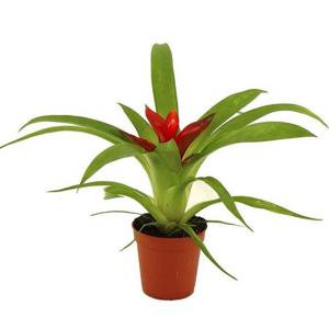 Guzmania - Dibçəkdə güllər