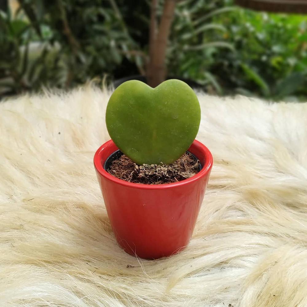 Hoya