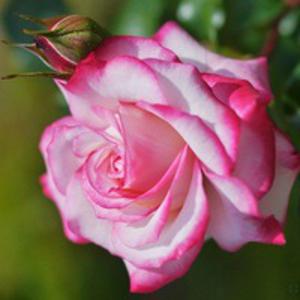 Impressions of Love - Box with flowers