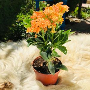 Kalanchoe