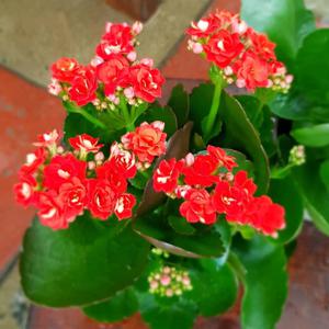 Kalanchoe