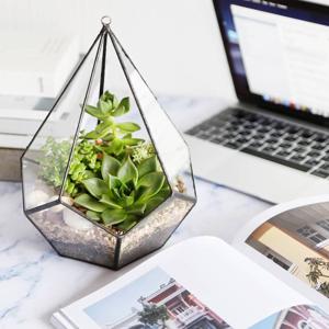 Sevinc anı - Terrarium