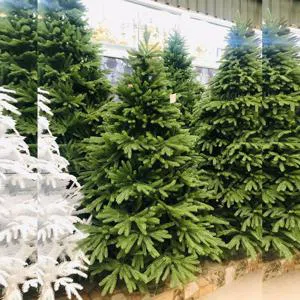 New Year's beauty - Christmas tree(1.80sm)