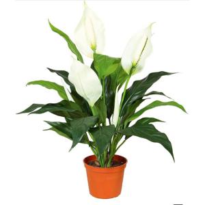 Spasifulium - Dibçək gülü