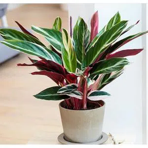 Stromanta - Dibçək gülü