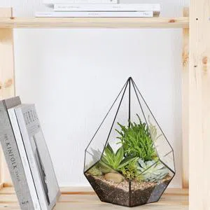 Sevinc zamanı - Terrarium