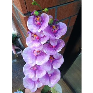 Açıq bənövşəyi Orxideya