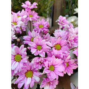 Çəhrayı Çobanyastığı