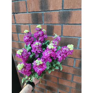 Tünd Çəhrayı Lifko