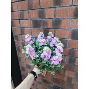 Açıq Çəhrayı Lifko