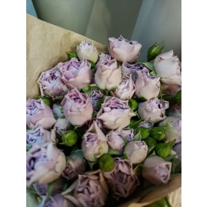 Bənövşəyi Kustavoy