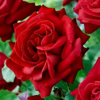 букет-красивых-роз.jpg