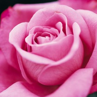 красивые-розы.jpg