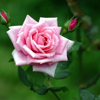 розовые-розы-цена.jpg