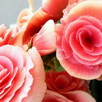 хризантемы-и-розы-букет.jpg